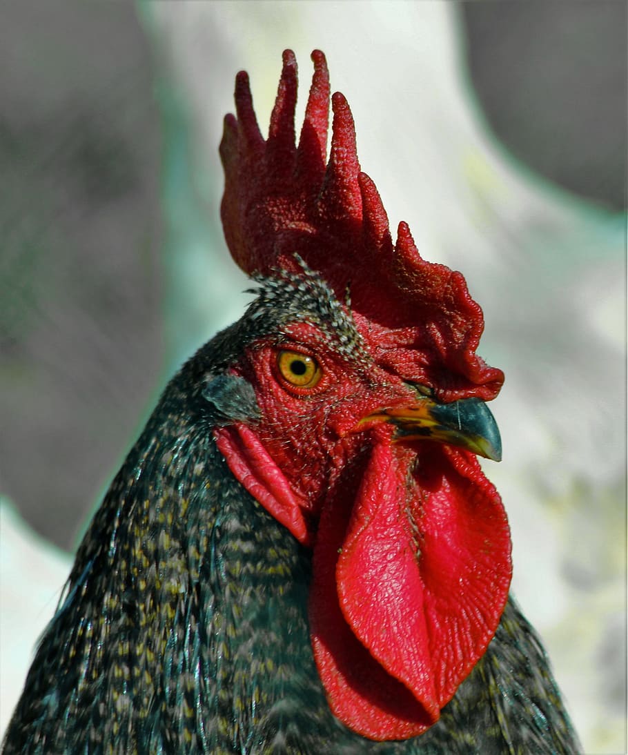 cock, beak, red, bird, nature, animal themes, chicken, chicken - bird HD wallpaper
