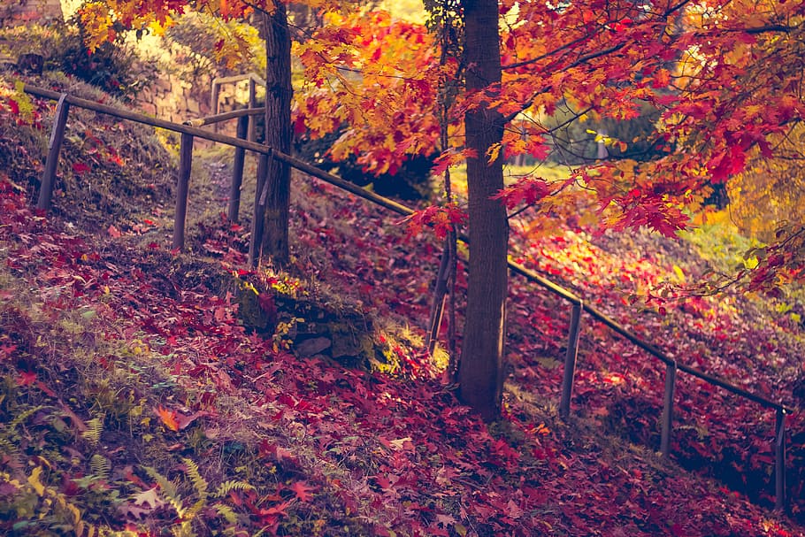 Trees and leaves in forest autumn colour tones, nature, fall, HD wallpaper