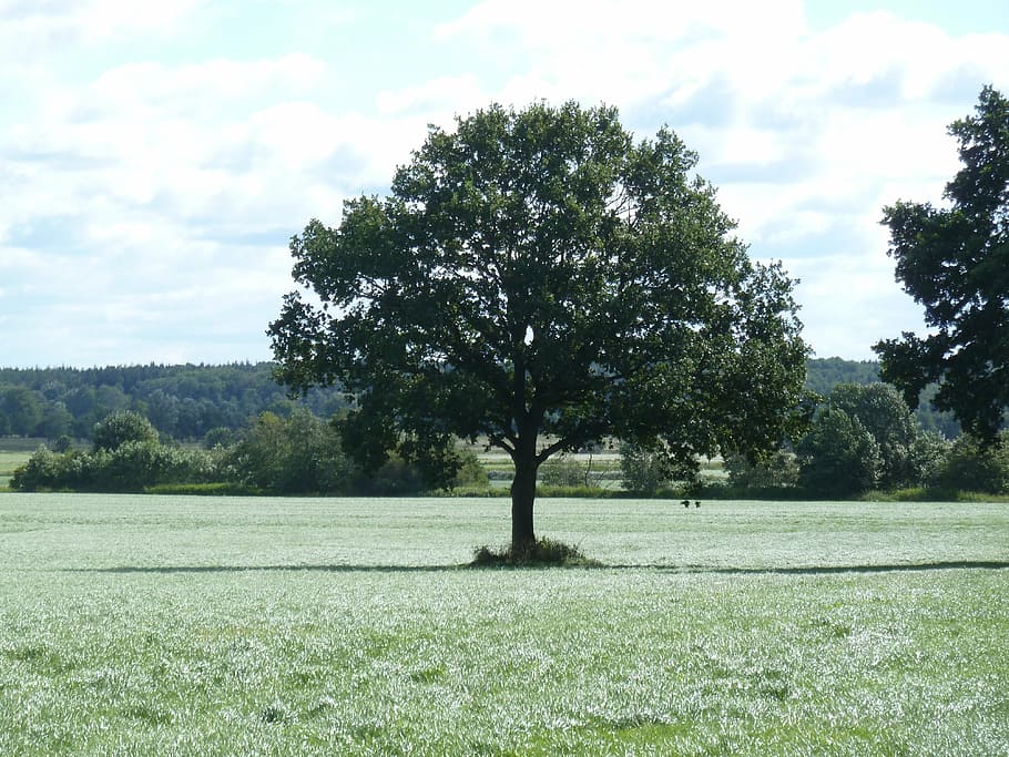 tree, oak, field, quercus, landscape, deciduous tree, meadow HD wallpaper