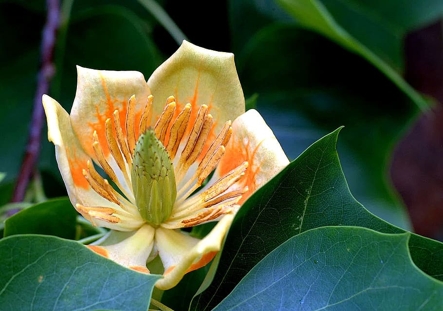nature, tulip, flower, flowering plant, freshness, beauty in nature HD wallpaper