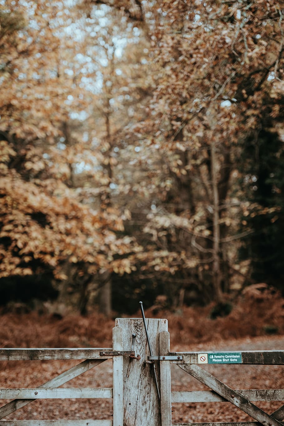 Autumn in the Forest, selective focus photo of brown wooden post HD wallpaper