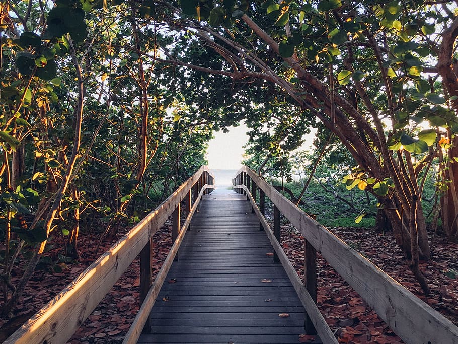 Black Pathway Between Green Trees Towards Body of Water during Daytime HD wallpaper