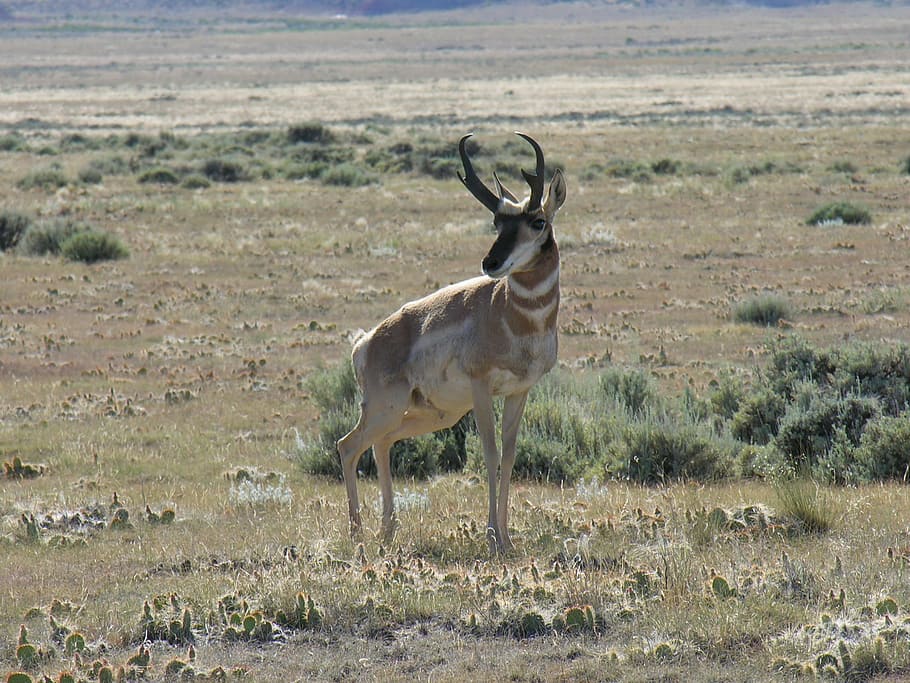 antelope, pronghorn, nature, wildlife, wyoming, arid, desert, HD wallpaper