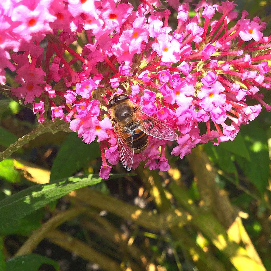 bee, nature, insect, blossom, bloom, nectar, close, animal HD wallpaper
