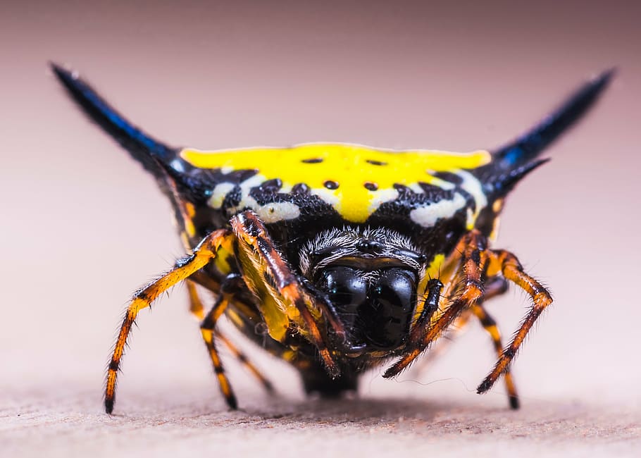 spider, arachnid, insect, close, yellow, exotic, tropical, animal wildlife HD wallpaper