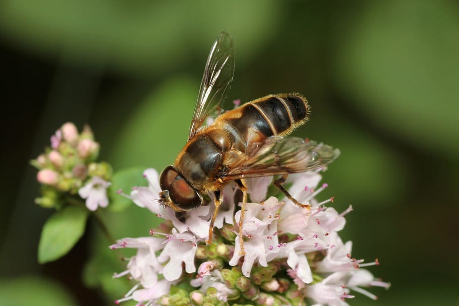 bee, flower, pollination, blossom, bloom, macro, nature, plant HD wallpaper