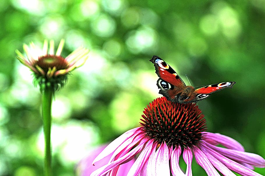 butterfly, peacock, close, insect, garden, peacock butterfly HD wallpaper