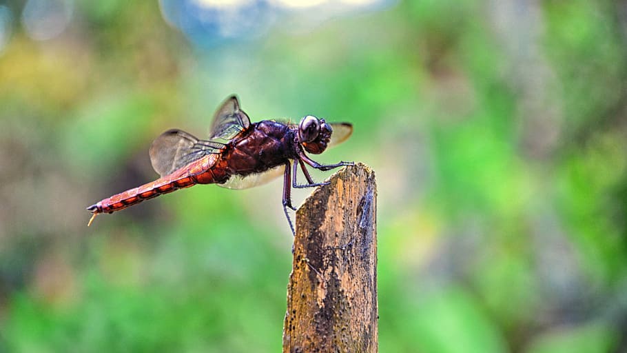 red and black dragonfly on brown tree trunk, shallow focus photography of red dragonfly HD wallpaper