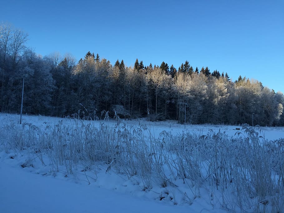forest, snow, sweden, winter, cold temperature, plant, tree HD wallpaper