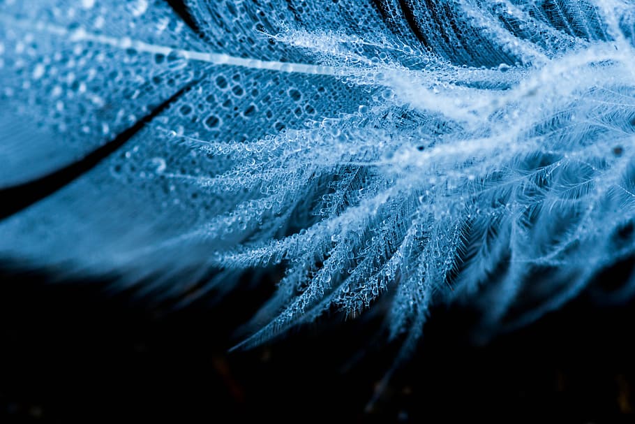 texture, wet, feather, close-up, blue, no people, selective focus HD wallpaper
