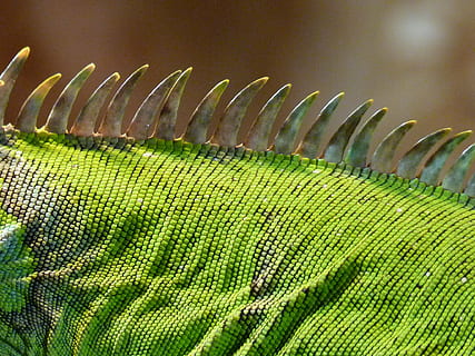 macro photography of green chameleon, comb, iguana, lizard HD wallpaper