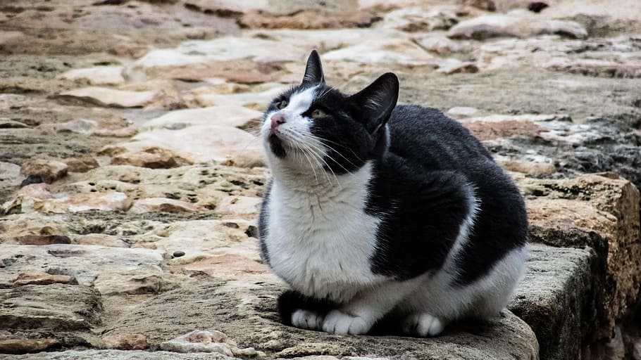 Cat, Stray, Outdoor, Animal, Cute, looking, homeless, kitten HD wallpaper