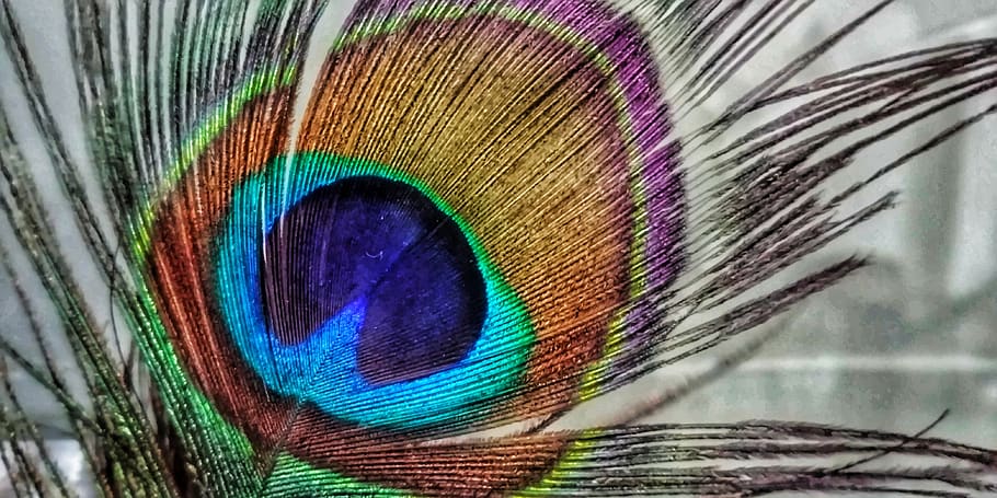 indian, peacock, feather, peacock feather, multi colored, close-up HD wallpaper