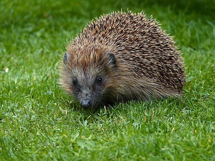 brown animal on green grass, hedgehog, erinaceus, foraging, garden