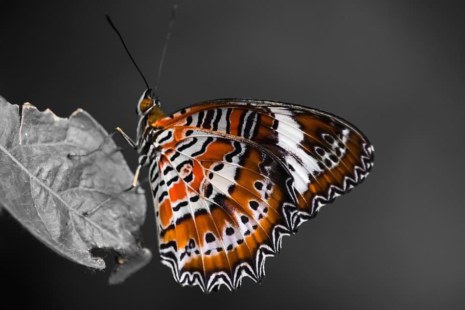 butterfly, zoo, orange, leaf, flora, nature, wildlife, insect HD wallpaper