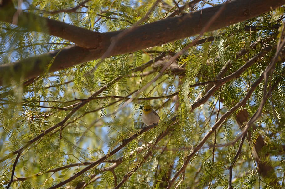 Verdin, Nature, Tree, Wings, Bird, animal, wildlife, desert HD wallpaper