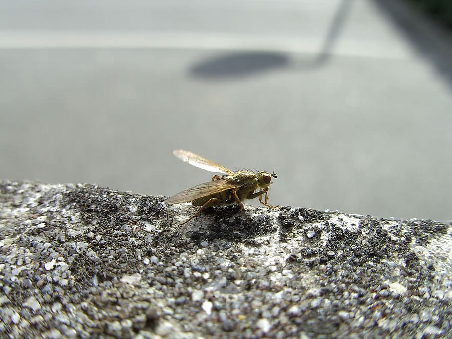 Fly, Wall, Insect, one animal, animal themes, animals in the wild HD wallpaper