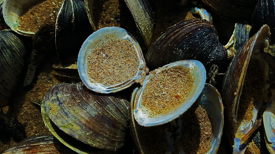 Mussels, Shell, Beach, Beach, Sand, Nature, close, sea, holiday HD wallpaper