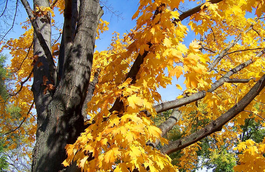 autumn, fall, maple, tree, leaves, yellow, leaf, nature, season HD wallpaper