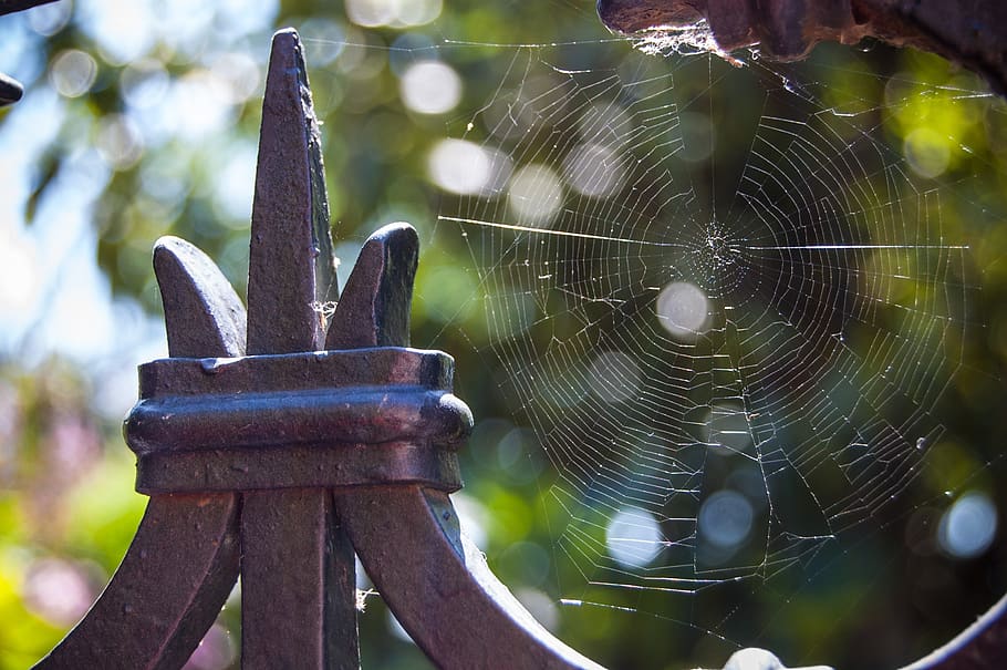 reflection, web, spider, gate, metal, colors, nature, network HD wallpaper
