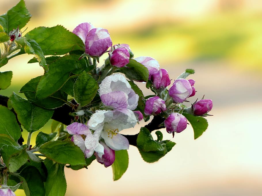 pink-and-white tree blossoms, nature, apple tree, malus, apple blossom HD wallpaper