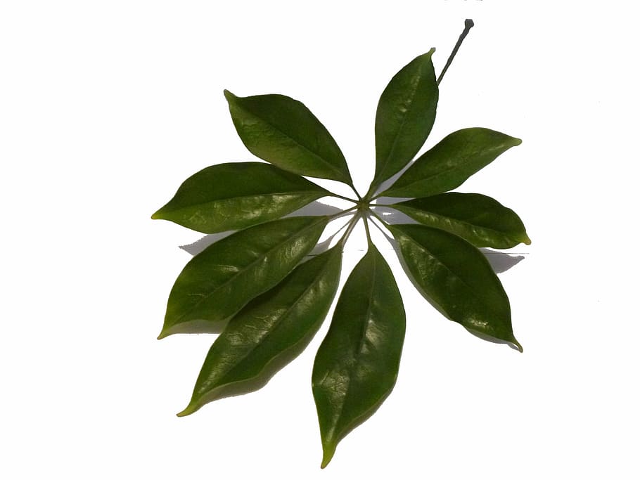 schefflera, sheet, plant, green, one, pet, tropical, nature HD wallpaper