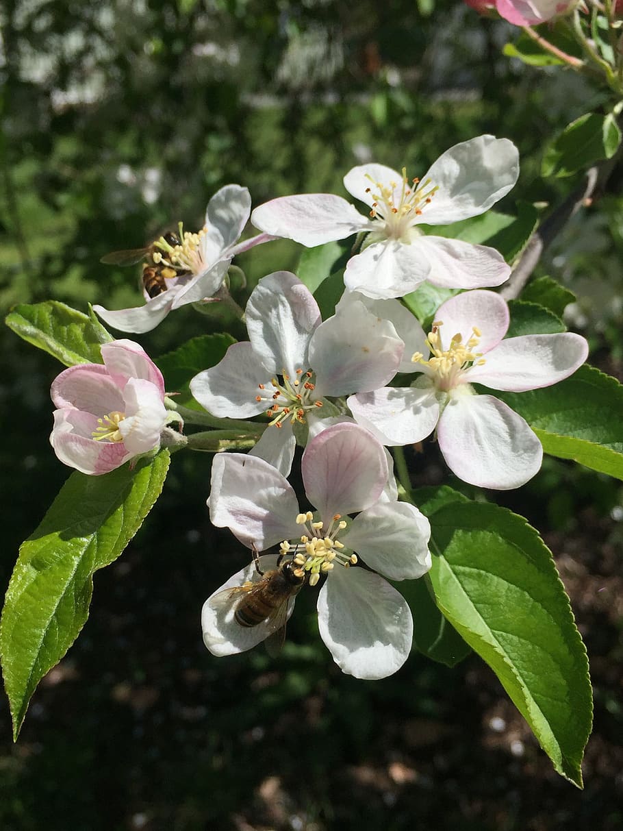 nature, flower, flora, leaf, tree, plant, flowering plant, growth HD wallpaper