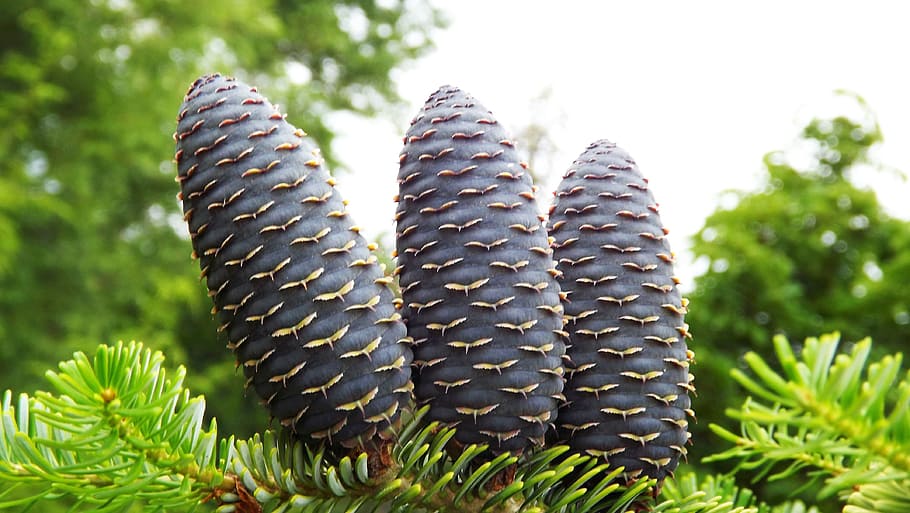 needle, larch cones, green, sprig, nature, closeup, plant, growth HD wallpaper