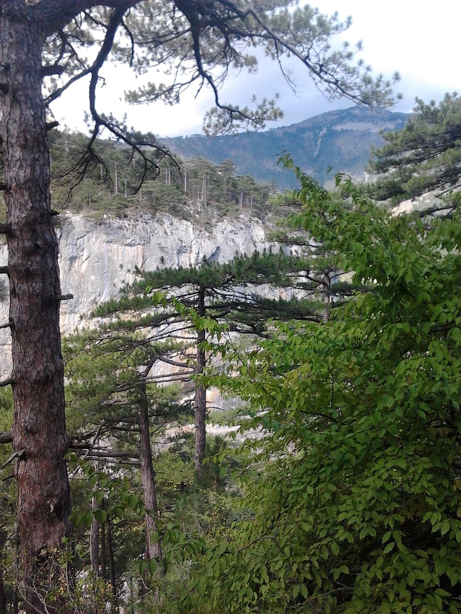 mountains, pine, sky, tree, plant, growth, beauty in nature HD wallpaper