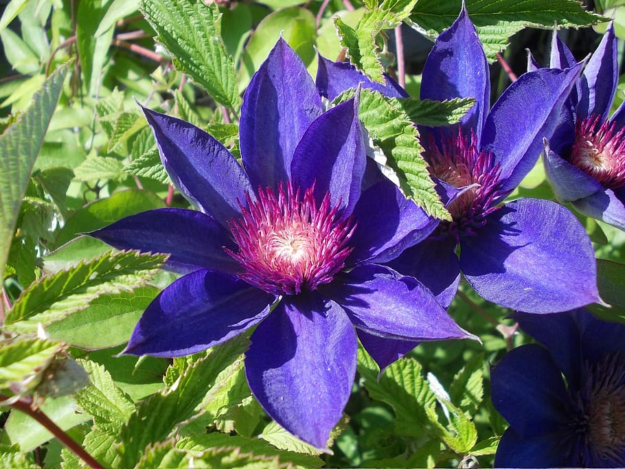 flower, summer, clematis, flowering plant, purple, beauty in nature HD wallpaper