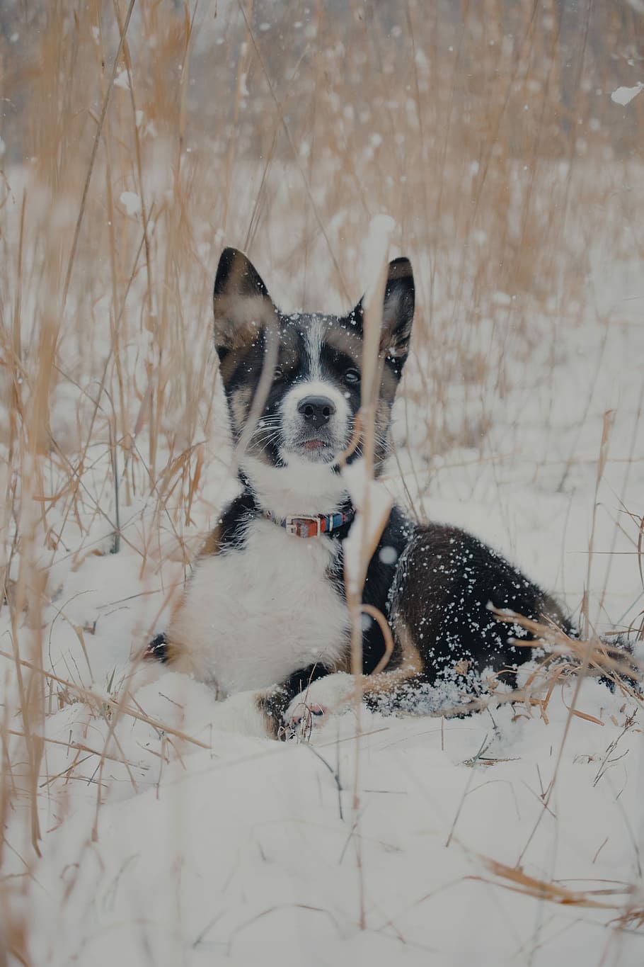 short-coated black and white dog on snowy field, short-coated black and white puppy lying on the snow HD wallpaper