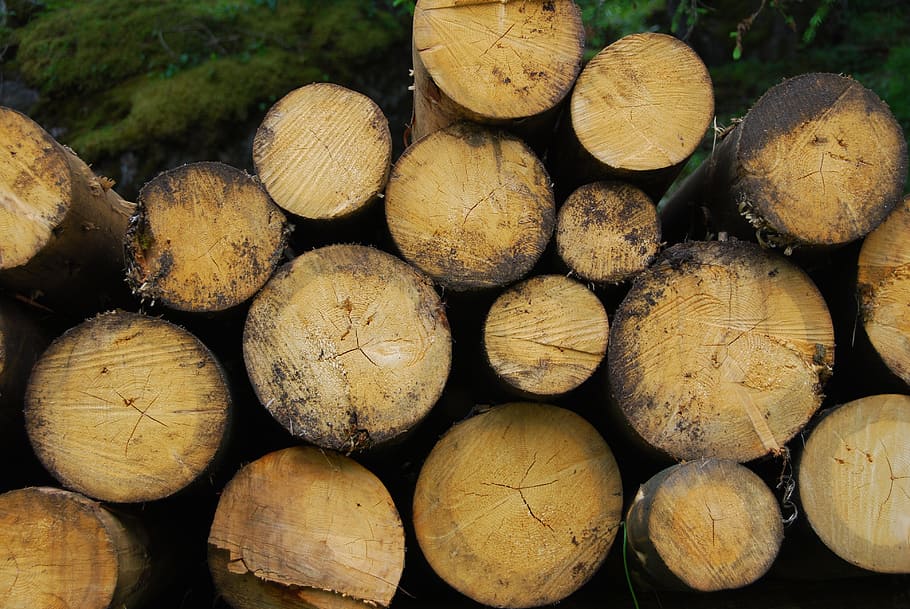 trunks, wood, brown, tree trunk, plant, mountain, biomass, woods, HD wallpaper