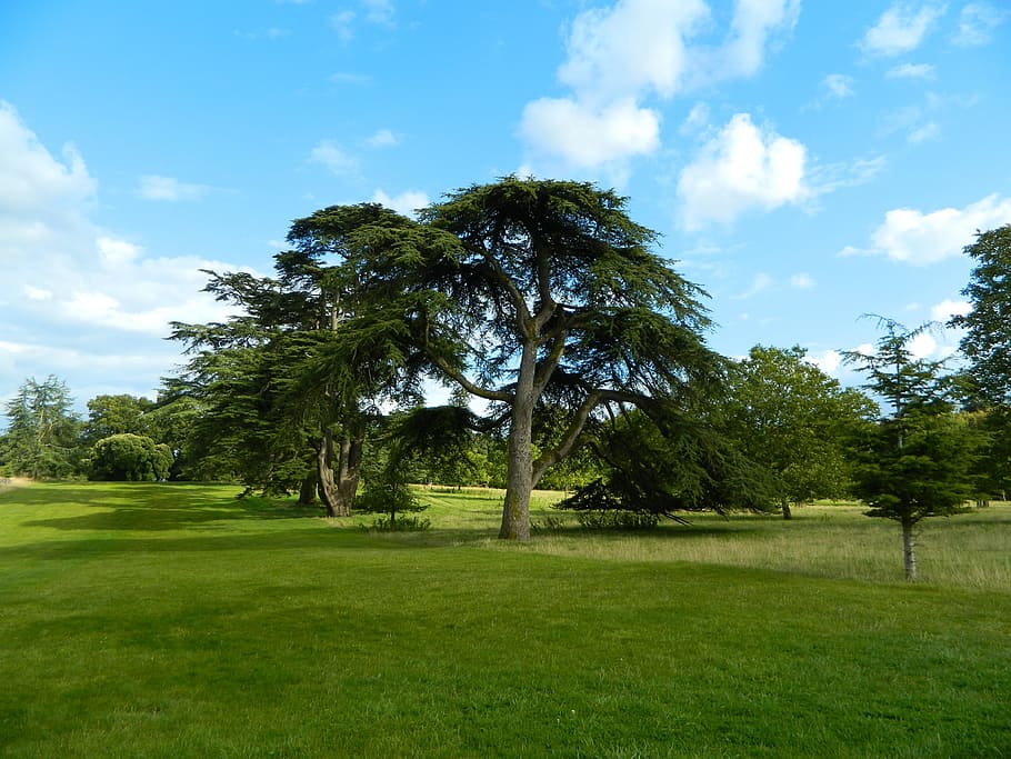 Tree, Nature, Spring, Landscape, summer, grass, rural, vacation HD wallpaper