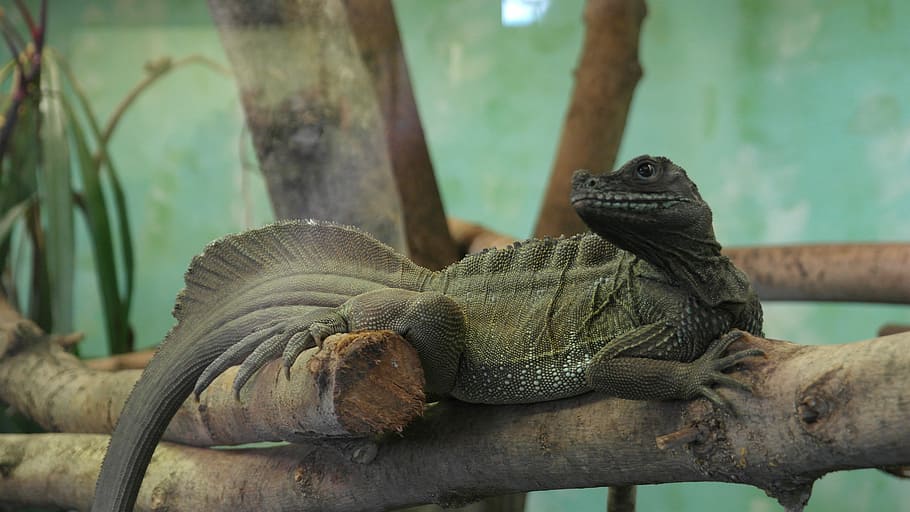 lizard, zoo, reptile, scale, scaly, green, iguana, animal wildlife HD wallpaper