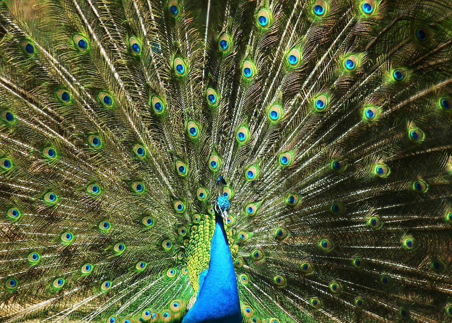 feather, birds, peacock, tail, animal themes, one animal, animal wildlife HD wallpaper