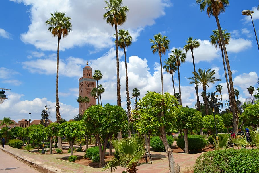 koutoubia, marrakech, morocco, tree, plant, palm tree, sky