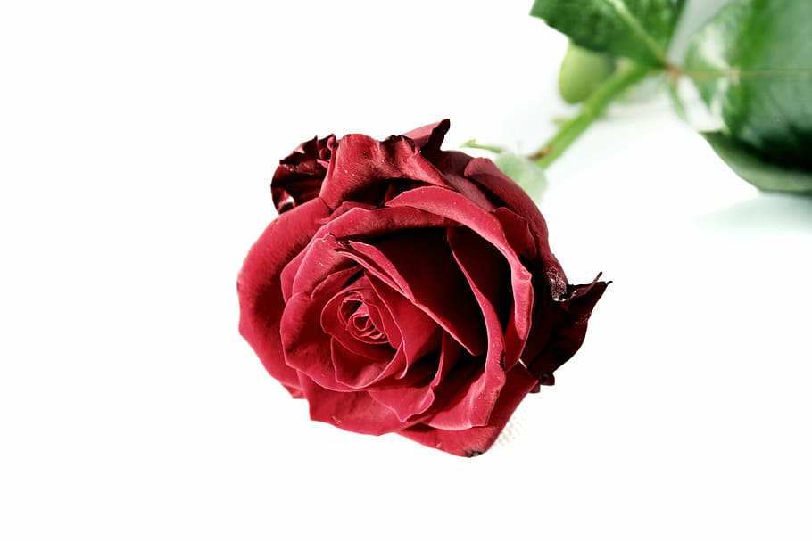 close-up photo of red rose, blossom, bloom, flower, velvet HD wallpaper