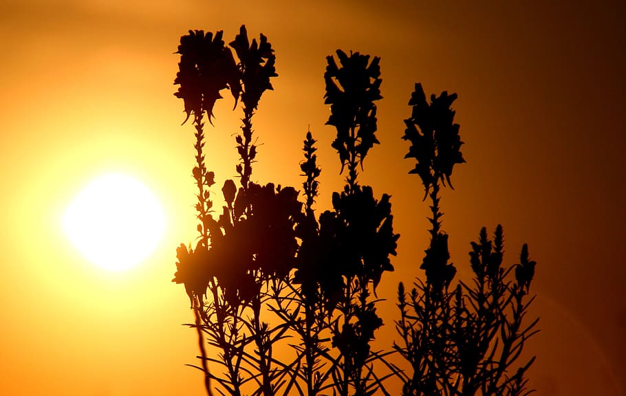 east, flowers, shadow, sun, sunset, sky, plant, beauty in nature HD wallpaper