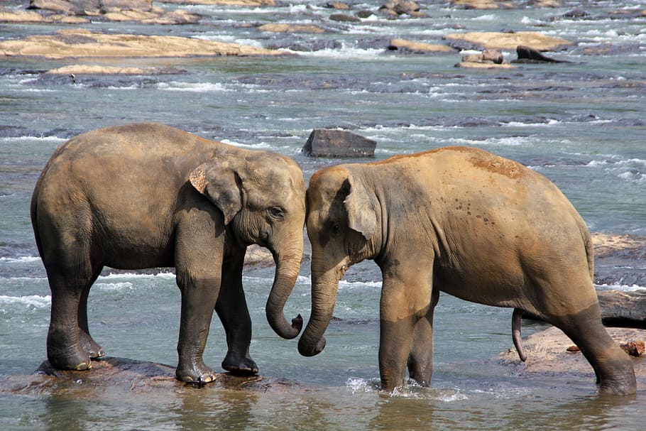 two brown elephants, animals, water, sri lanka, proboscis, group of animals, HD wallpaper
