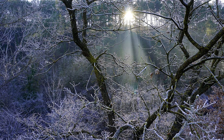 sun's rays, forest, backlight, colors, leaves, landscape, nature HD wallpaper