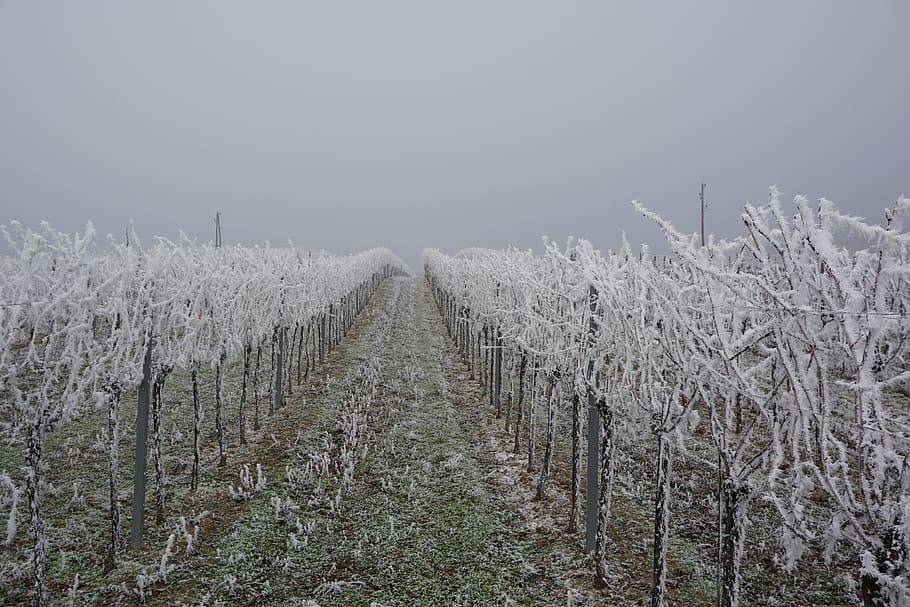 vineyard, ice, winter, plant, growth, land, cold temperature HD wallpaper