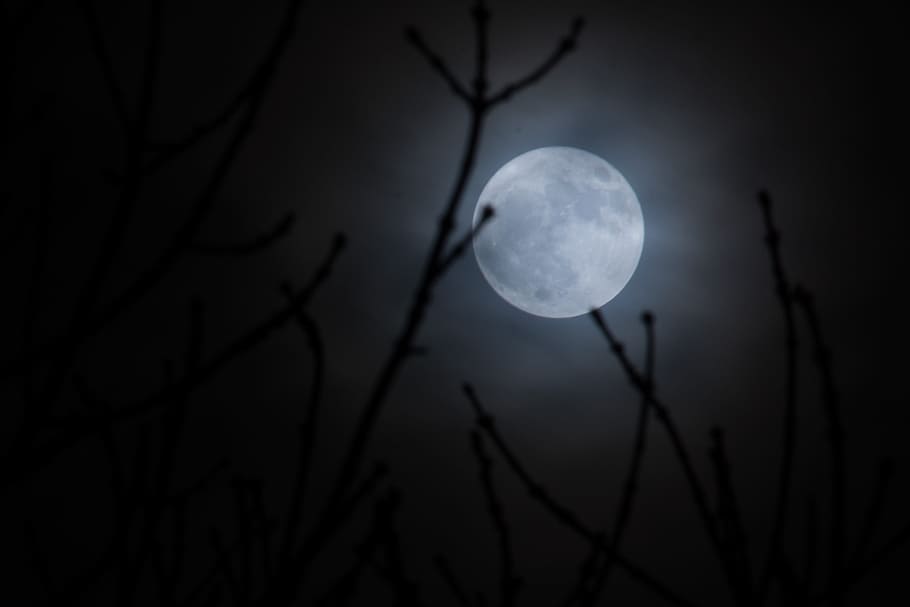 twigs under full moon, supermoon, moonlight, sky, night, nature HD wallpaper