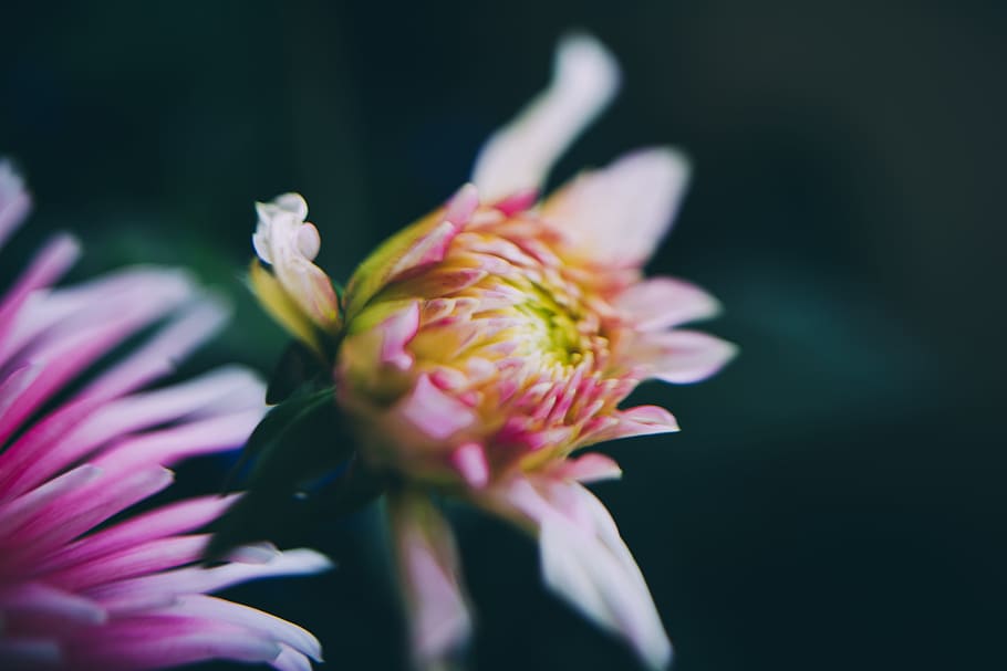 white and pink petaled flowers, photo of pink petaled flowers HD wallpaper