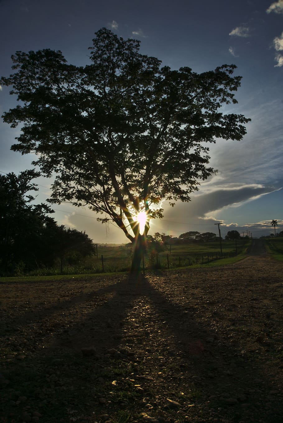 tree, sun, sun flares, shadow, light, nature, sky, outdoor HD wallpaper