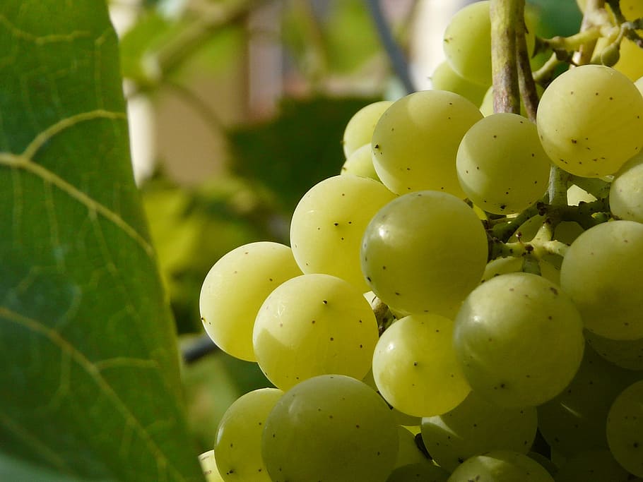 berry, cluster, wine, grapevine, balls, grapes, mature, vintage HD wallpaper