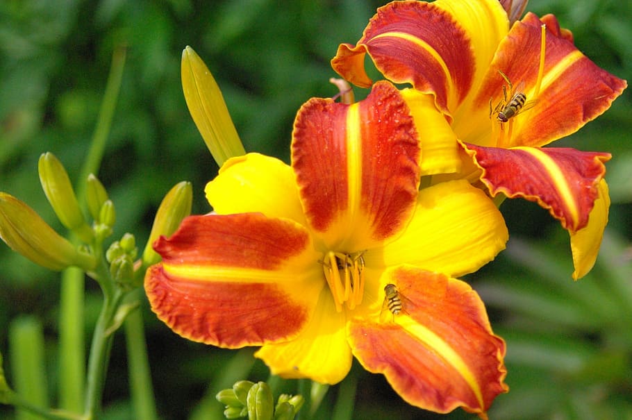 daylily, hemerocallis daylily, flower, plant, enlarge view, HD wallpaper