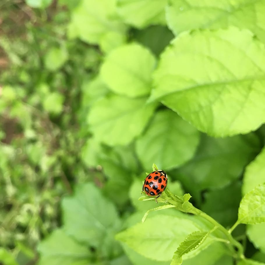 nature, leaf, insect, outdoors, flora, invertebrate, plant part HD wallpaper