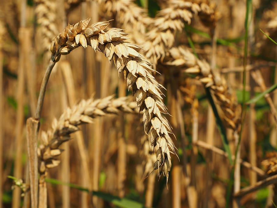 wheat, bread wheat, seed wheat, spike, cereals, grain, field HD wallpaper