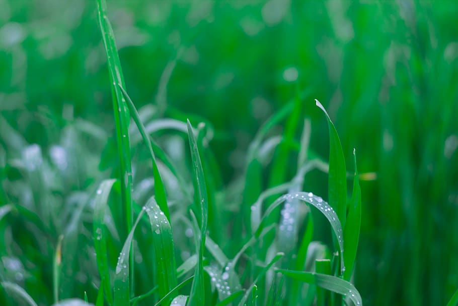 Grass, Spring, Nature, green color, growth, agriculture, field HD wallpaper