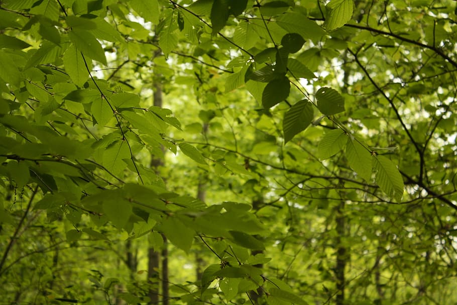 trees, forest, green, bright green, colourful, nature, light HD wallpaper